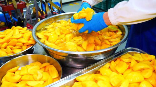 探秘月產三萬瓶的巨型水果罐頭工廠 手工制作背后的壯麗樂章